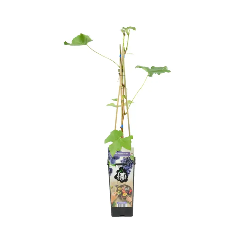 Vitis Vinifera Boskoop Glory - Druivenplant - Blauwe Druiven - 50-70 Cm Hoog - Pot 15 Cm Betrouwbaar