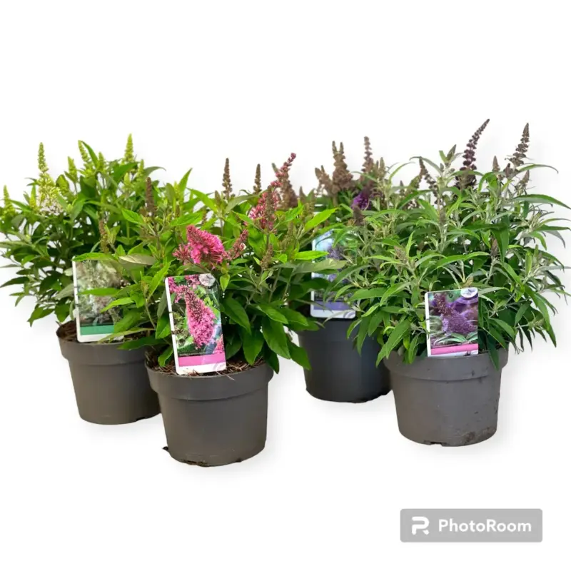 Vlinderstruik (Buddleja davidii) roze en paars ⌀19cm - ↕40cm Merkproduct