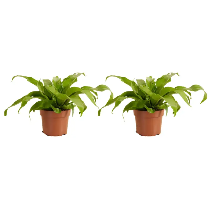 Authentiek Set Van 2 Asplenium Antiquum - Nestvaren - Luchtzuiverend - 20-30 Cm - Pot 12 Cm