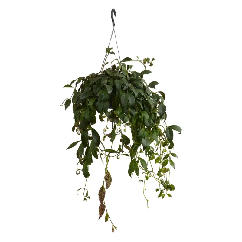 Voordeelprijs Aeschynanthus Marmoratus - Lippenstiftplant - Diervriendelijk - 30-40 Cm - Pot 17 Cm