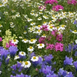 Direct Beschikbaar Gothic veldbloemen 4 (100 gram)