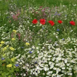 Speciale Aanbieding Binnen de bebouwde kom (100 gram)