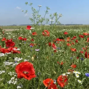 Buiten de bebouwde kom (500 gram) Dagaanbieding