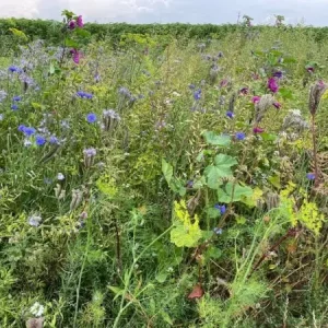 Tubinger (1 kg) Geld-Terug-Garantie