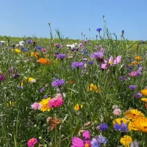 Aurora (1 kg) Ambachtelijk