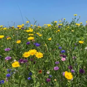 Actieprijs New Wave (500 gram)