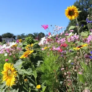 Veilige Betaling Honey Bee (100 gram)