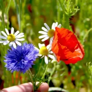 Veilige Betaling Holland mengsel (1 kg)