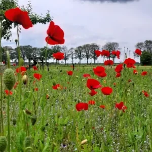 Authentiek Renaissance veldbloemen 3 (1 kg)