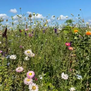 Droogbloemenmengsel (100 gram) Nieuw Model