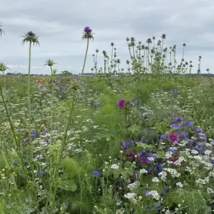 Bumble Bee (100 gram) Must-Have