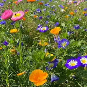 Summer Flower (100 gram) Hoge Kwaliteit