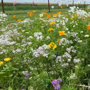 Betrouwbaar Flower Power (500 gram)