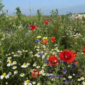 Bloemenpracht (500 gram) Nieuw