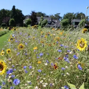 Sunflower (500 gram) Exclusieve Aanbieding