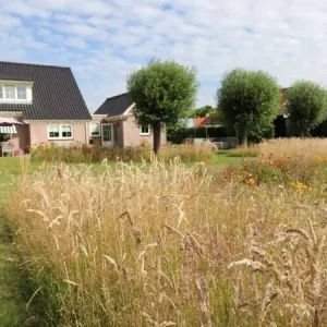 Beste Prijs Staygreen 4 Gras (2 kg)