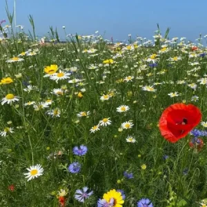 Staygreen 5 Colour (500 gram) Betaalbaar