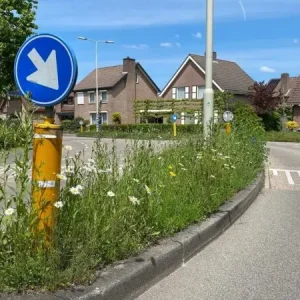 Superprijs Staygreen 1 Berm (2 kg)