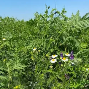 Bosrand (1 kg) Beste Prijs