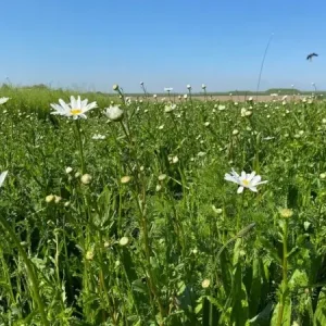 Staygreen 8 Rotonde (1 kg) Koop Vandaag