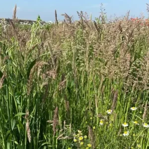 Dagaanbieding Wadi (1 kg)