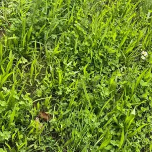 Uitverkoop Staygreen 7 Wadi (100 gram)