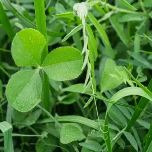 Direct Beschikbaar Vital Earth Vanggras (20 kg)