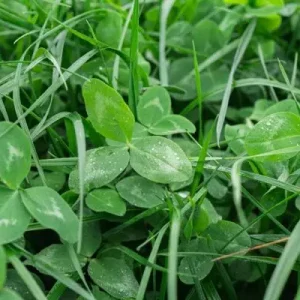 Vital Earth Rotatiegras (20 kg) Goedkoop