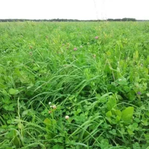 Uitverkoop Pure Graze saladebuffet Doorzaai (3 ha)