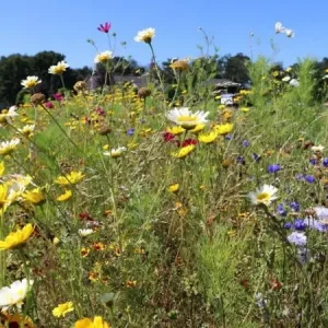 Akkerrand bloemrijk 1 éénjarig (2 kg) Nieuw Model