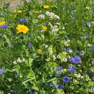 Exclusieve Aanbieding Fruitmax (1 kg)