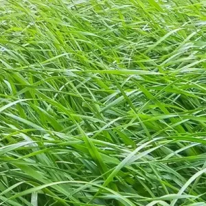 Engels raaigras (15 kg) Gereduceerde Prijs